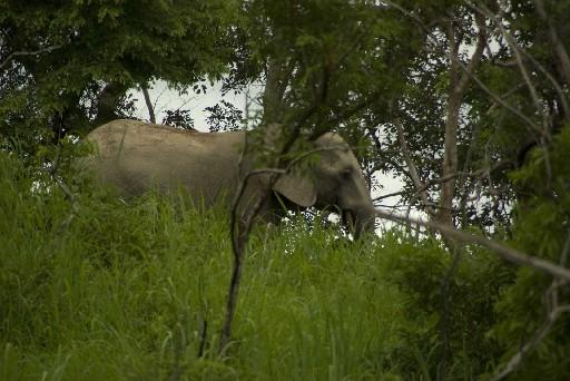 Bénin Pendjari