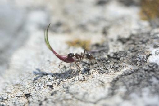 Fourmis qui porte une feuille