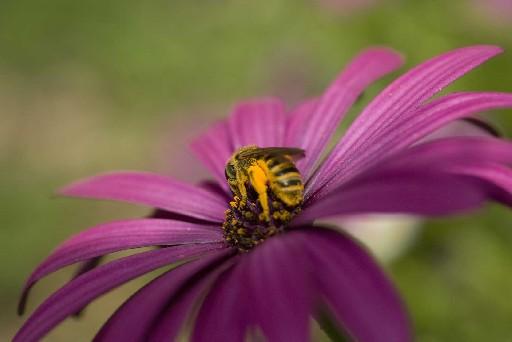 Abeille qui buttine les poches remplit de poleine, en gros plan