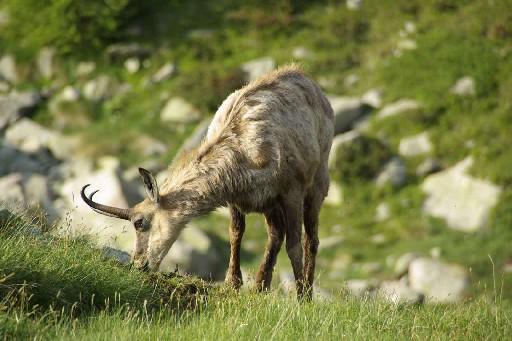 Le chamois au petit matin qui broute près de la tente