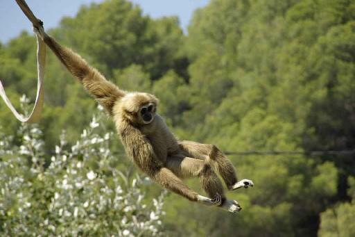 Singe hurleur qui se balance sur un tuyeau d'eau