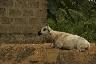 Un mouton du Bénin