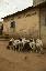 Un foule de mouton à Porto-Novo