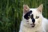 Photo d'un chat tacheté noir et blanc