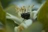 Un hanneton dans une fleur