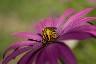 Abeille qui buttine les poches remplit de poleine, en gros plan