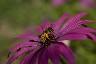 Abeille qui buttine les poches remplit de poleine, en gros plan de profil