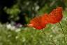 Deux coquelicots à la campagne