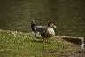 Canard du parc Retiro