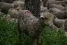 Un jeune mouton sur le bord du chemin