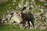 un chamois nous observe au petit matin près de la tente