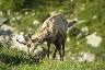 Le chamois au petit matin qui broute près de la tente