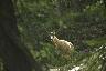 Un chamois nous regarde curieusement entre deux arbres