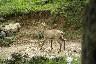 Le chamois qui coure sur le sentier