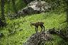 Un petit chamois sur une rocher pret à sauter