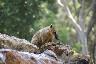 Un coatis sur son rocher observe le sol