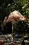 Un flamand rose vur de profil